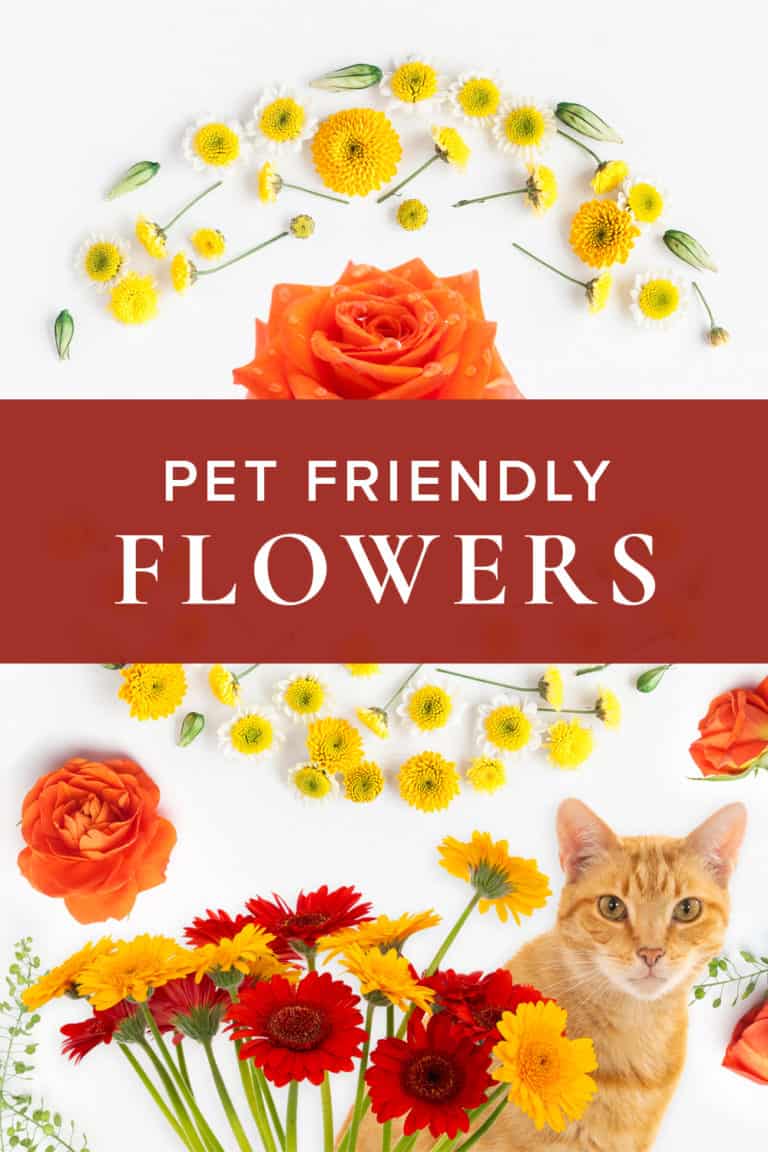 Pet Friendly Flowers to Enjoy at Home Rose Bud Flowers Rose Bud Flowers