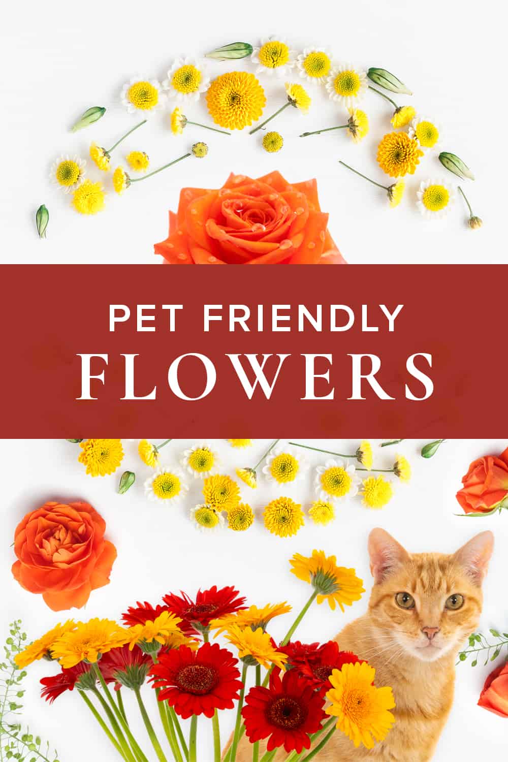 Pet Friendly Flowers to Enjoy at Home Rose Bud Flowers Rose Bud Flowers
